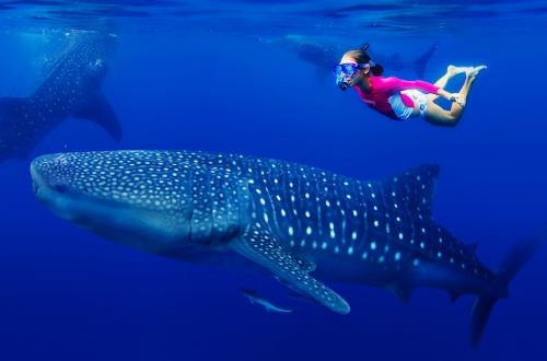 swimming with whale sharks sea of cortez