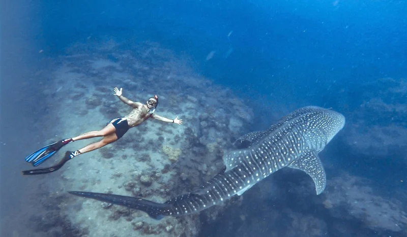 Swimming with whale sharks in the Sea of Cortez near Loreto