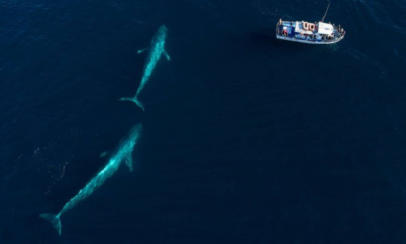 Whale watching boat off the coast of Loreto on the Sea of Cortez