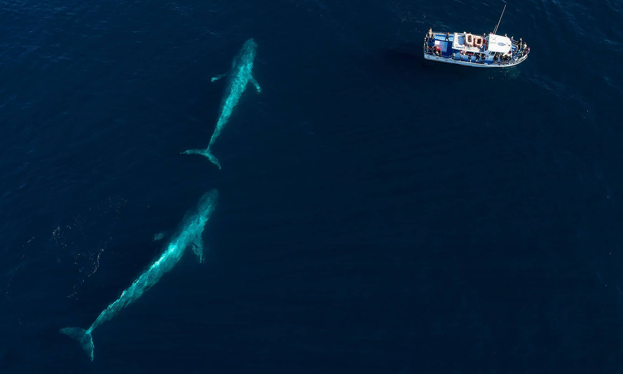 Whale watching boat excursion in Loreto, Mexico