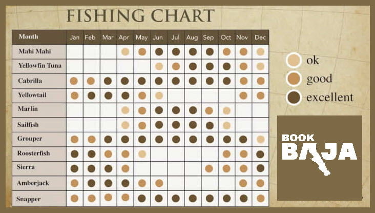 Loreto fishing season chart showing mahi mahi, tuna, yellowtail, marlin, sailfish, grouper, roosterfish, sierra, amberjack, and snapper by month