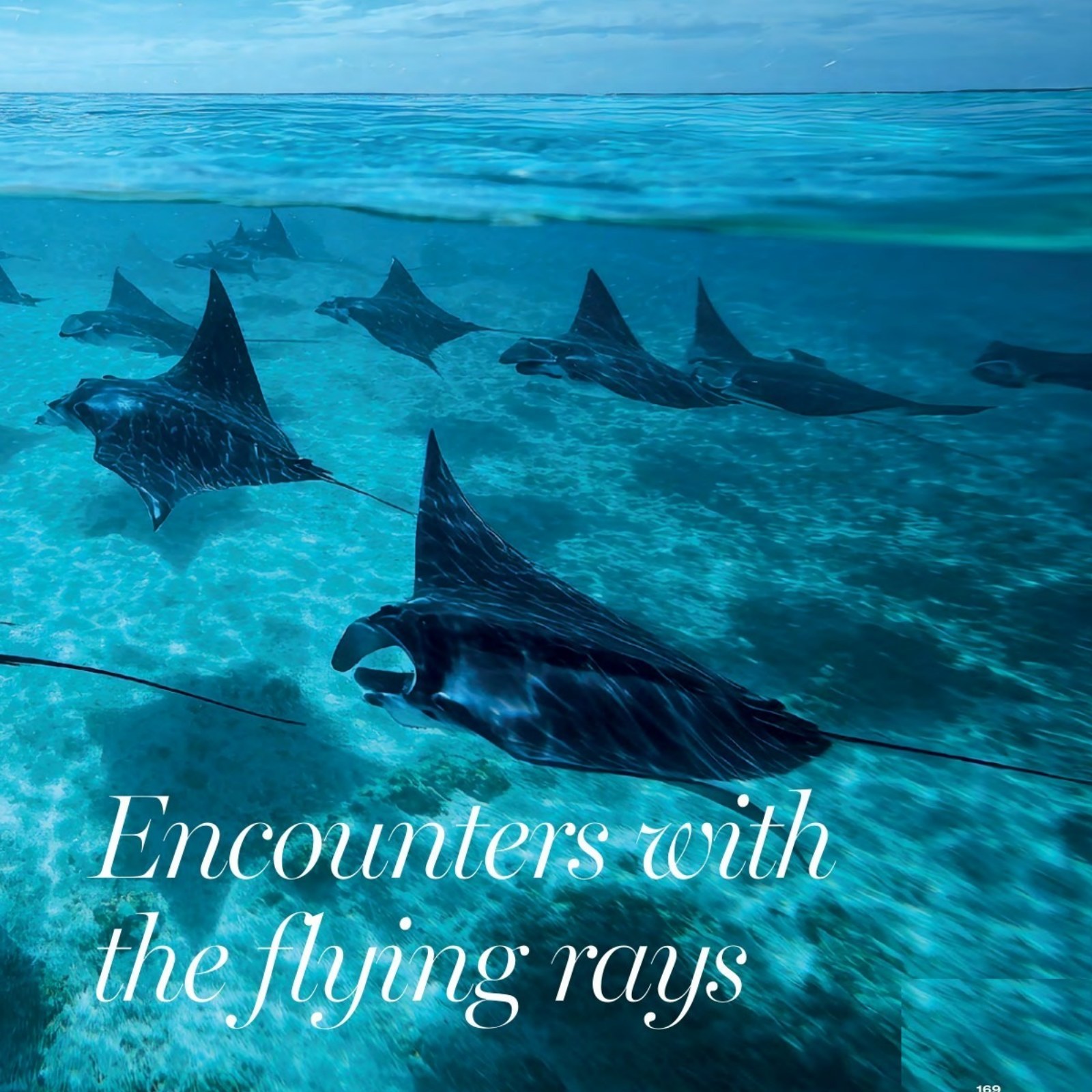 Schooling mobula rays in Baja from the Book Baja 2026 Guide