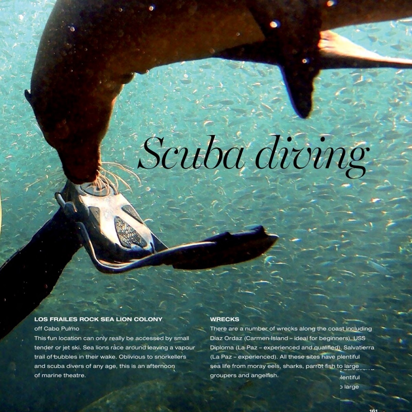 California sea lions in Baja from the Book Baja 2026 Guide