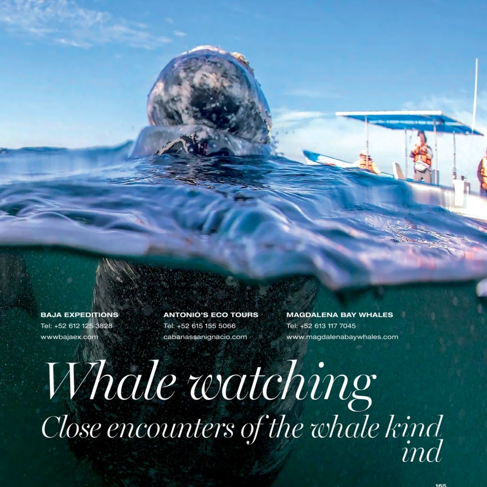 Whale watching in Baja from the Book Baja 2026 Guide