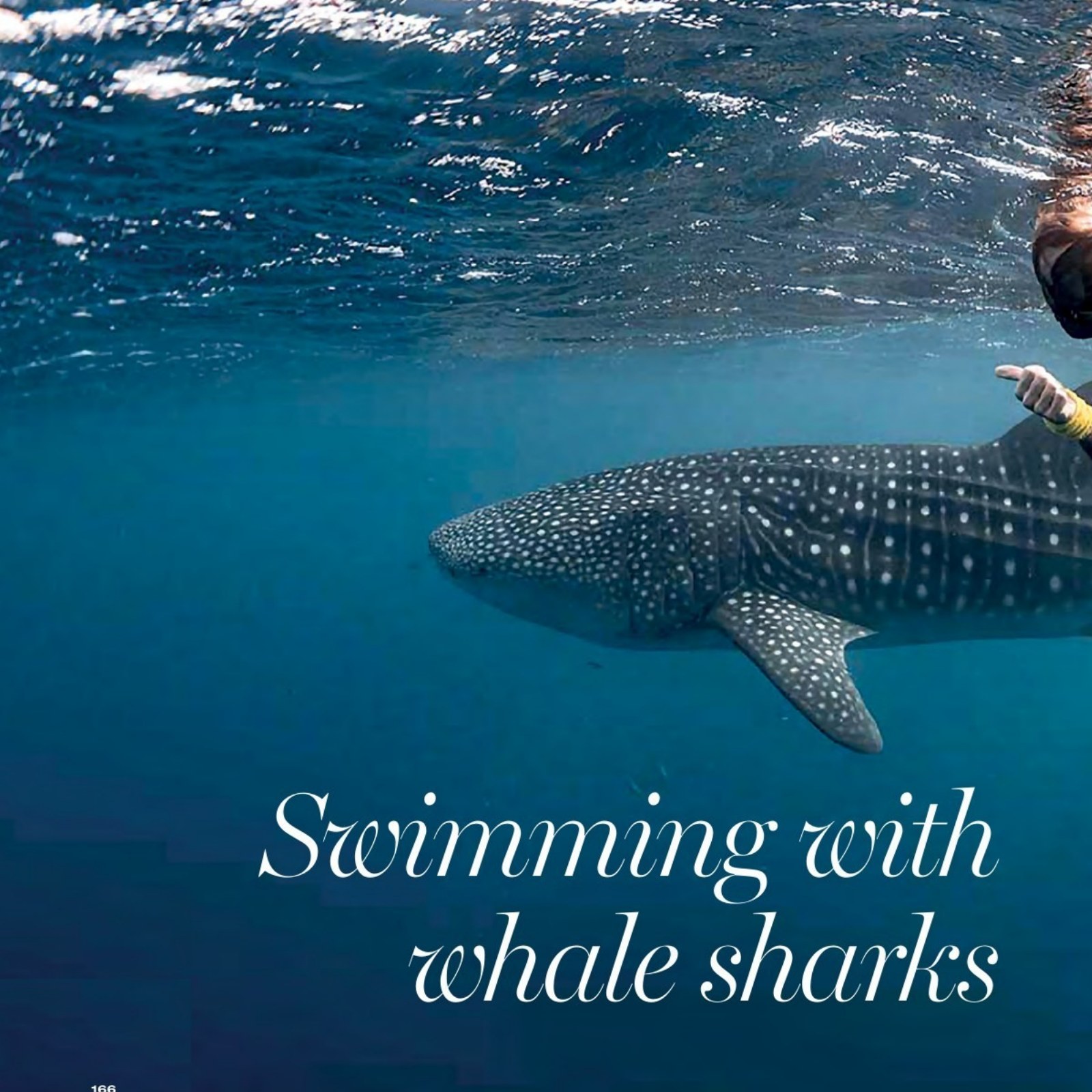 Whale shark swimming near La Paz from the Book Baja 2026 Guide